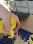 Продам каченят шипунів