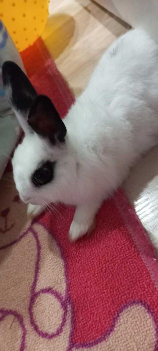 Sliczne kroliczki miniaturki