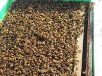Odkłady pszczele, pszczoły,rodziny 2024