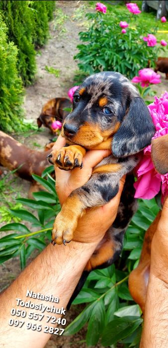 Фоп офіційно з гарантією‼️ Гарнюні ‼️ цуценята такси.