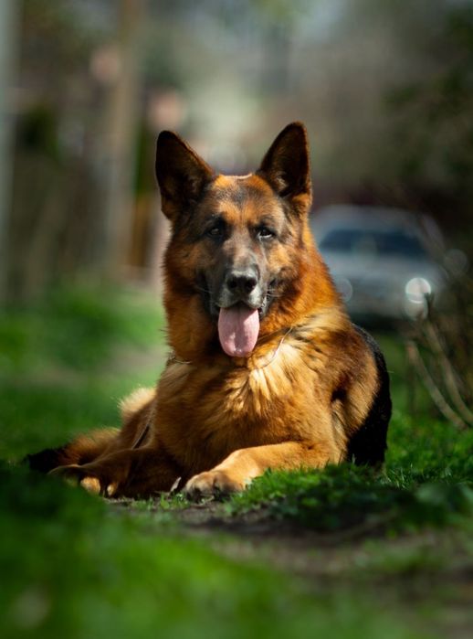 Кобель німецької вівчарки для племінного використання