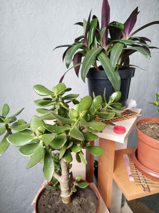 Комнатные цветы Рео и денежное дерево