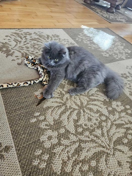 Koty syberyjskie, kotki syberyjskie