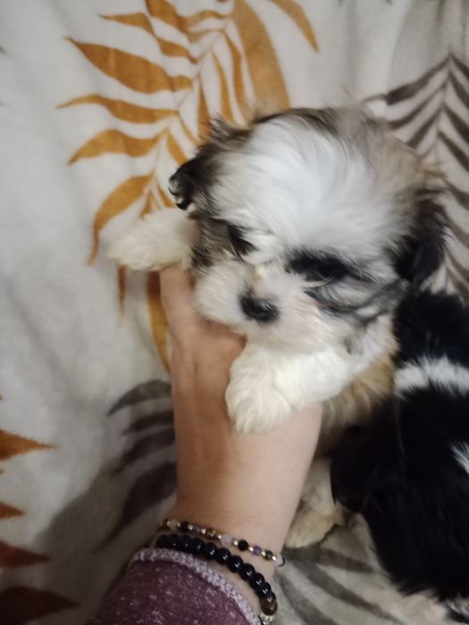 Hybryda maltańczyk i shih Tzu  malshi suczka
