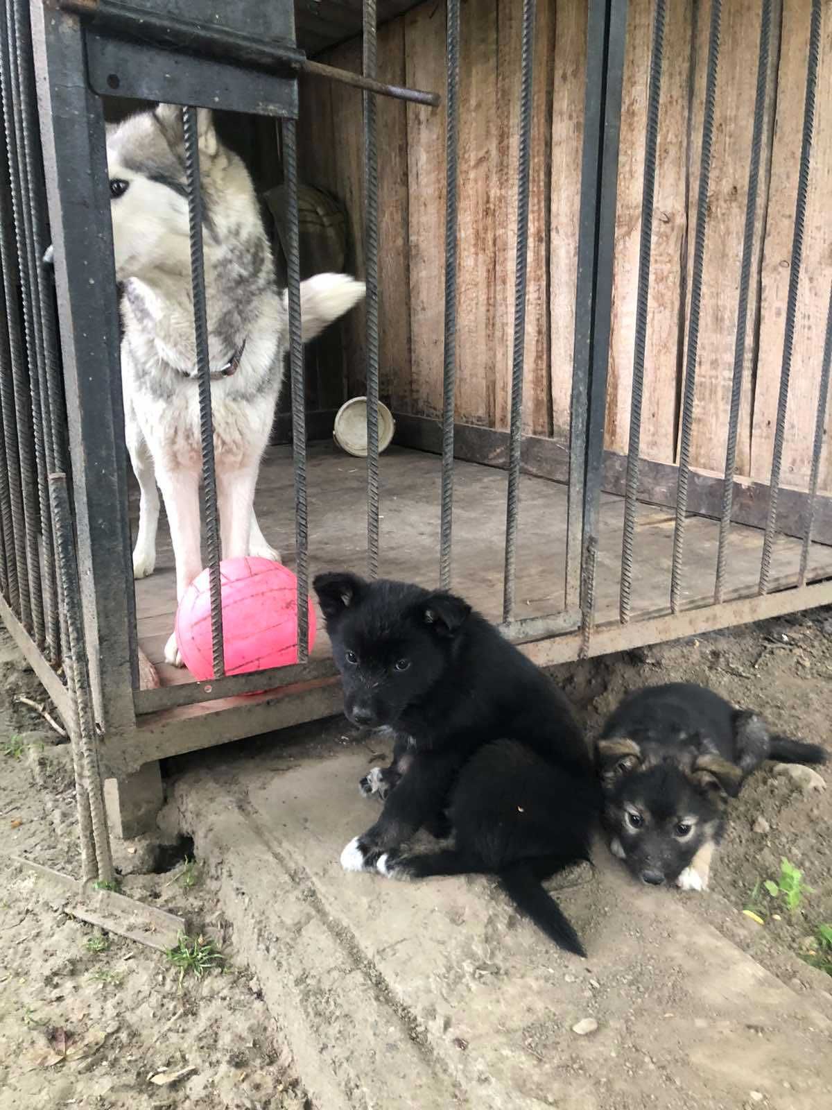 Цуценя хаскі віддам в добрі руки