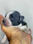 Yorkshire Terrier, biało-czarna, bicolor