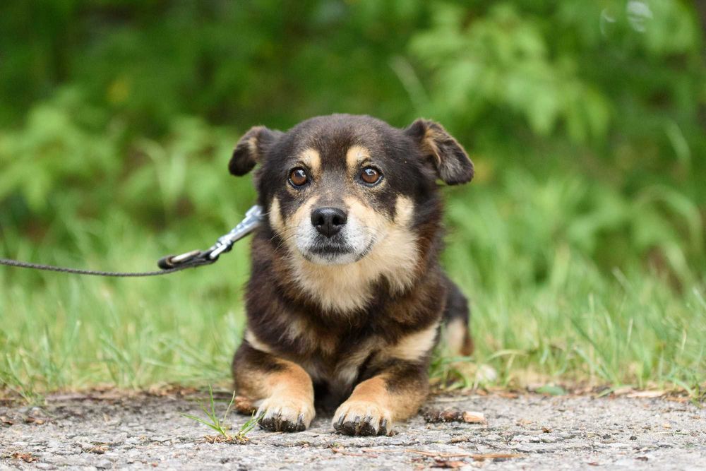 SMILKO - kompaktowy, przytulaśny, słodziutki pycholek