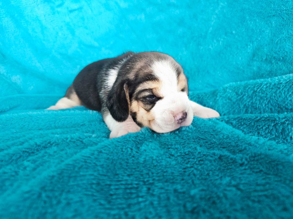 BEAGLE- szczeniak , ZKwP, mniejszy w typie