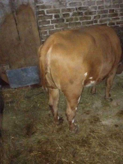 Jałówka pod zacielenie