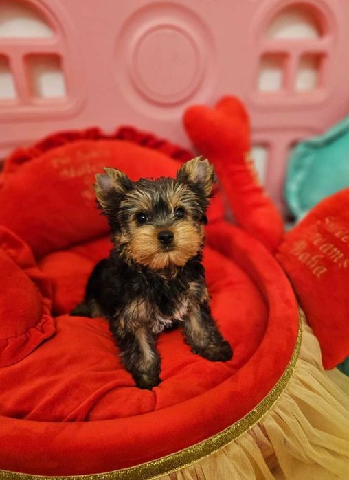 Yorkshire Terrier Macho