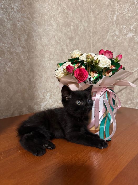 Віддам кошенят в добрі руки