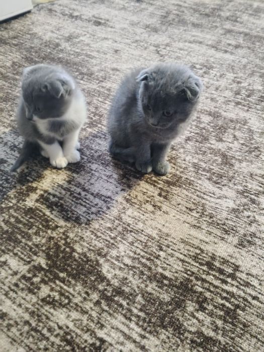 В добрі руки безкоштовно.