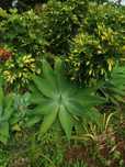 Vendo Agave Dragão tromba elefante