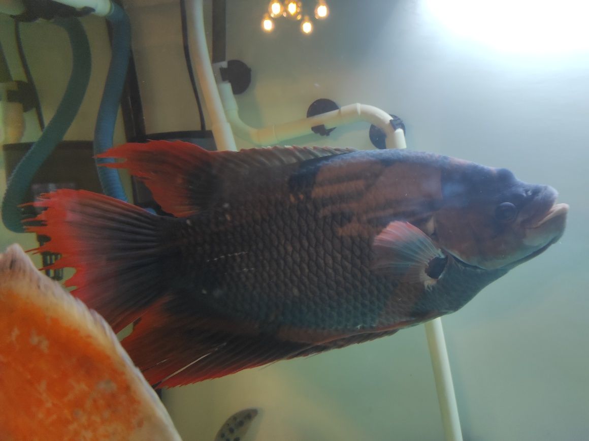 Gourami red tail 45 cn