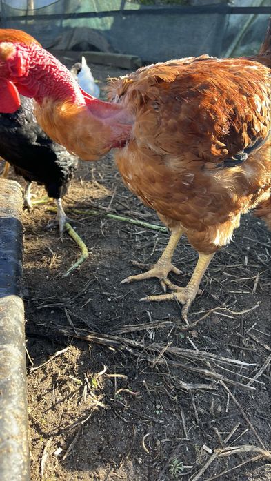 Galo Pescoço Pelado