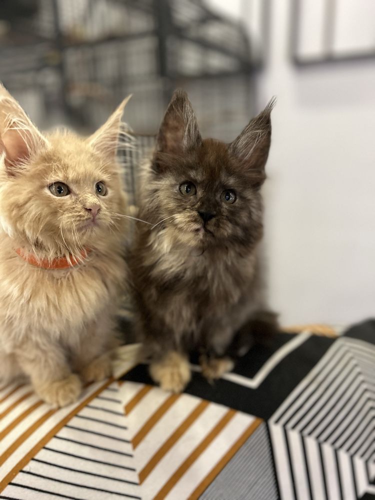 Kocurek maine coon biszkopcik cudowny