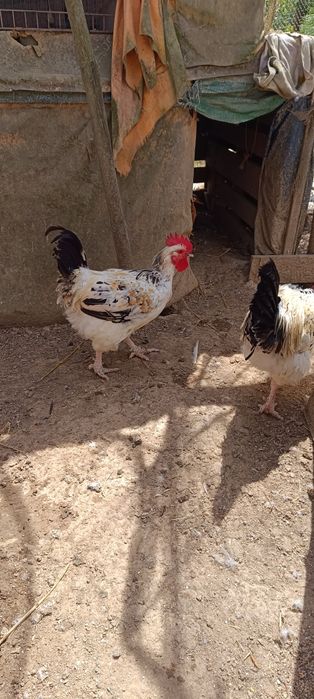 Galos Sussex procuram nova capoeira