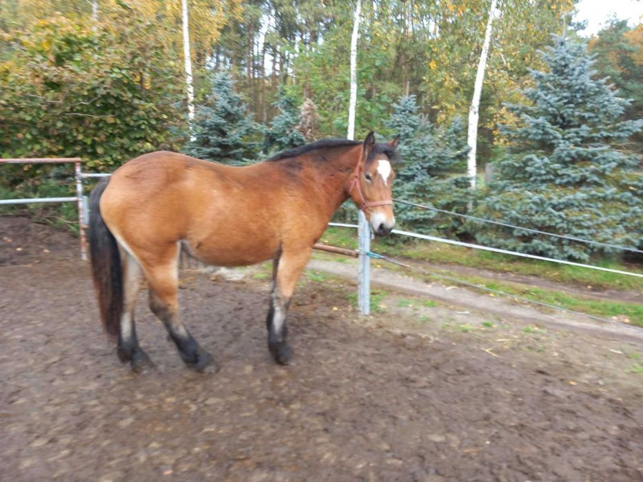 Młoda źrebica/klacz PKZ koń zimnokrwisty