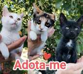 3 gatinhos bebés para Adoção.