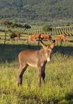 Vendo burros e burras: castanhos, brancos e cinzas