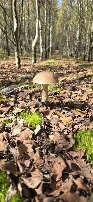 Sprzedam  świeże  grzyby prawdziwki, kozaki , podgrzybki