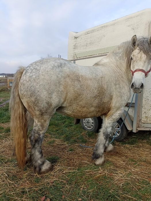 Kobyła szpaczka siwa