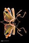 Samiec imago Pseudempusa pinnapavonis
