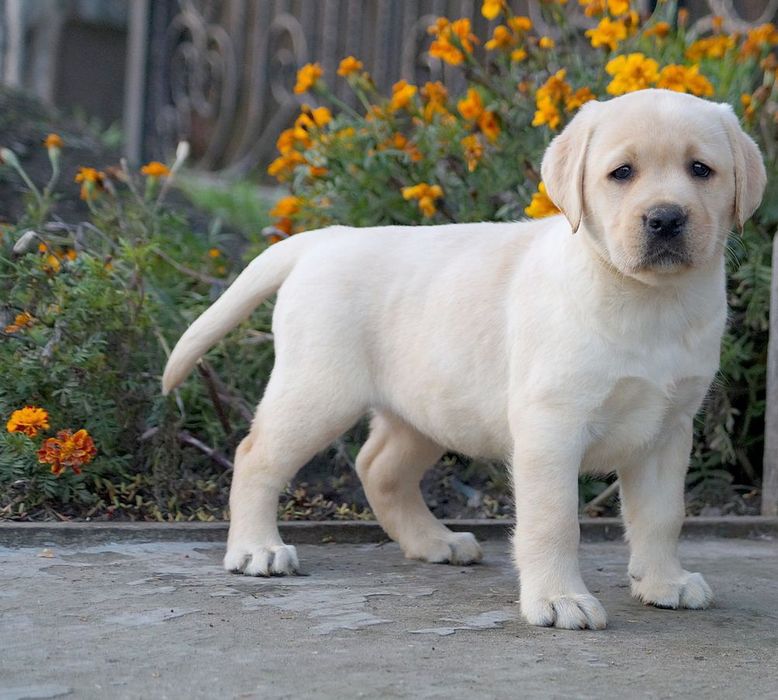 Чудові малюки лабрадор-ретривер