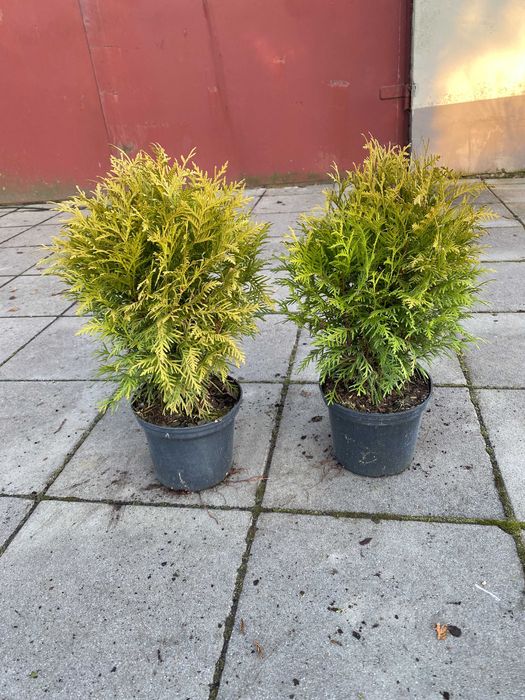 Thuja kulista Globosa Aurea