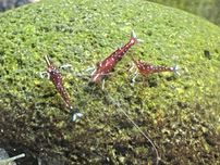 Krewetka KARDYNALNA - Sulawesi (Caridina Dennerli)
