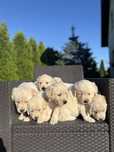 Szczeniak Golden retriever