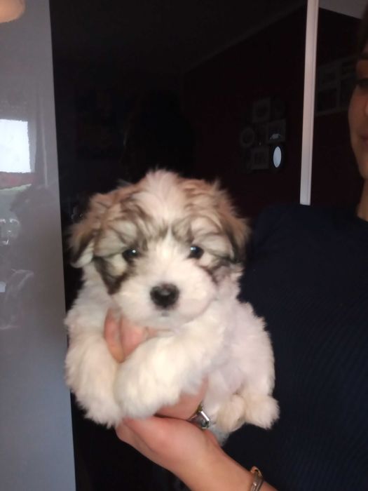 Coton de Tulear szczenię o imieniu Fendi
