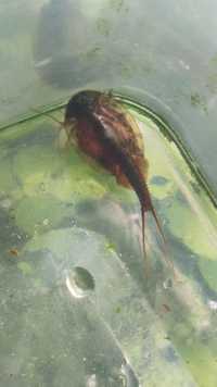 przekopnica triops