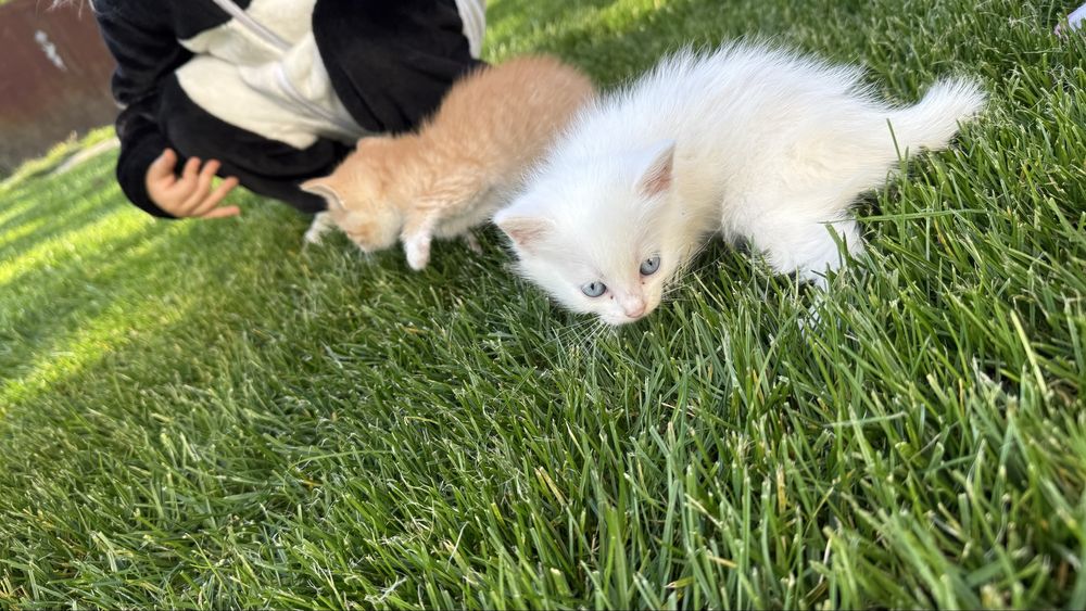 Відам у добрі руки котиків