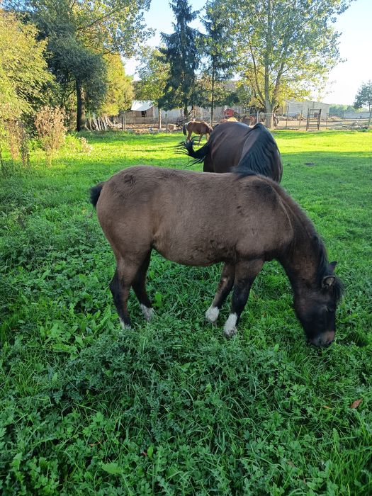 Sprzedam młode hucuły