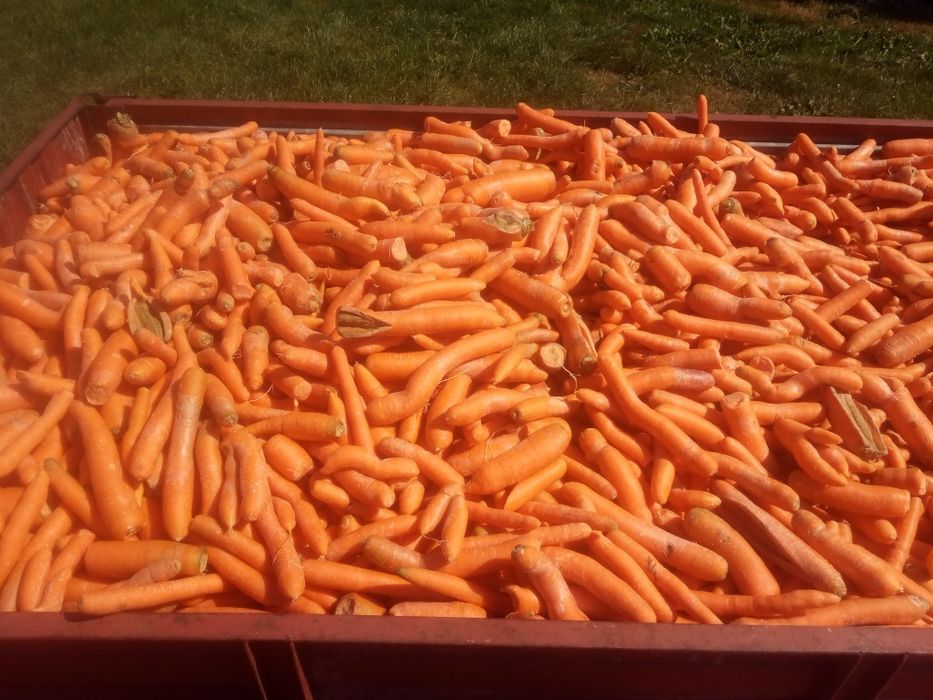 Marchew odpadowa