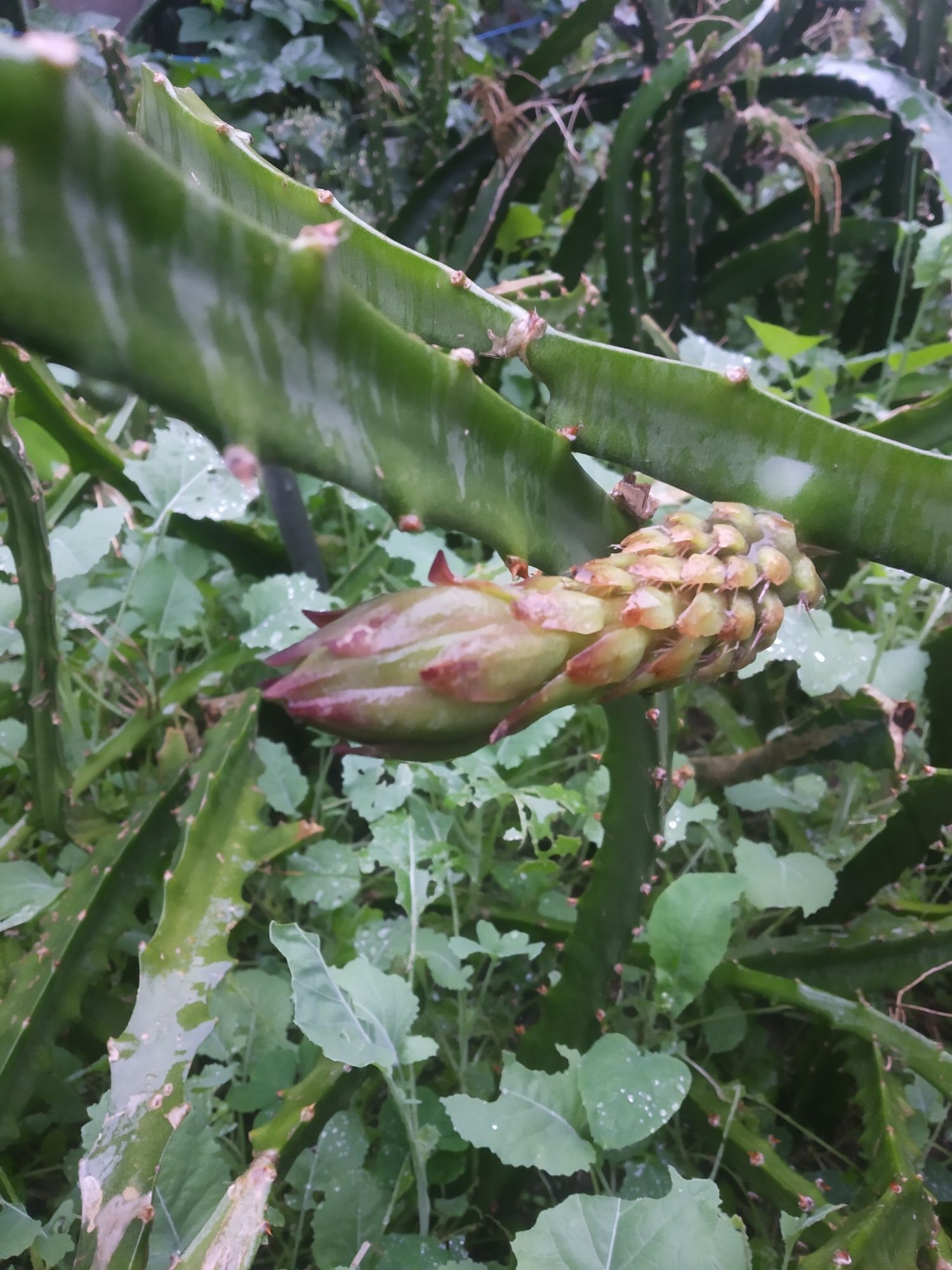 Plantas de Pitayas Amarelas palora Megalanthus Equador Híbrida