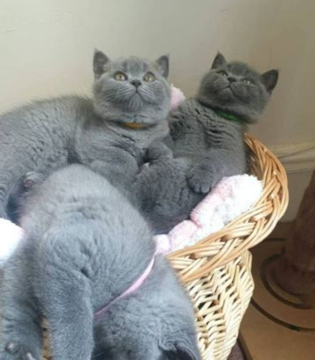 Британські кошенята