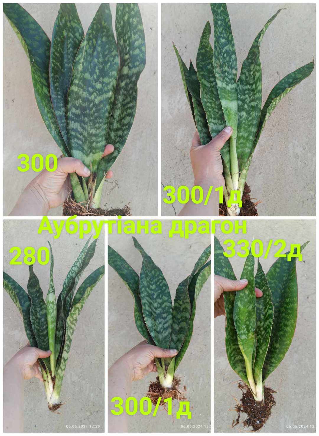 Сансевієрії 5 сортів і інші