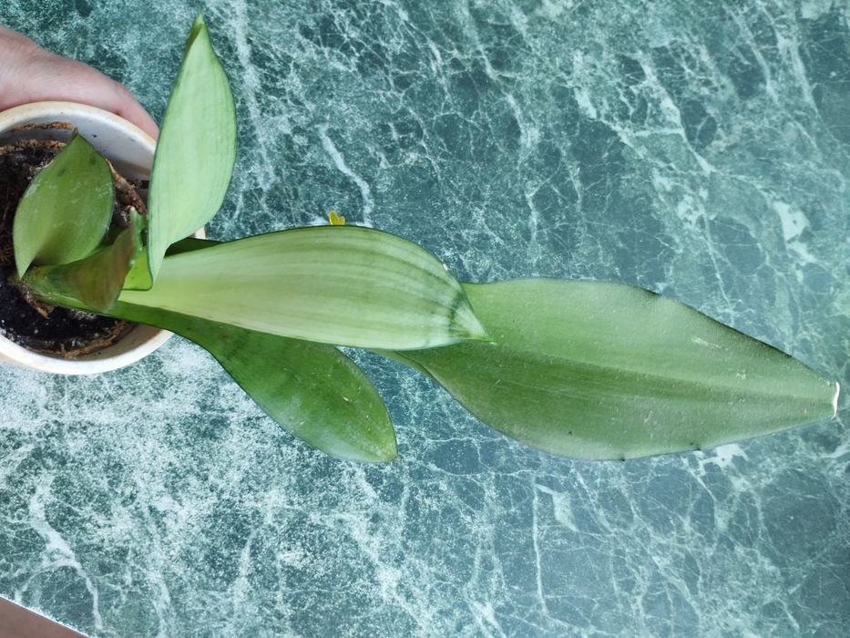 Сансевієрія Мун Лайт.