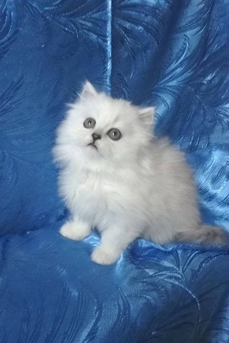 Котёнок мальчик серебристый юелый шиншилла страйт хайленд