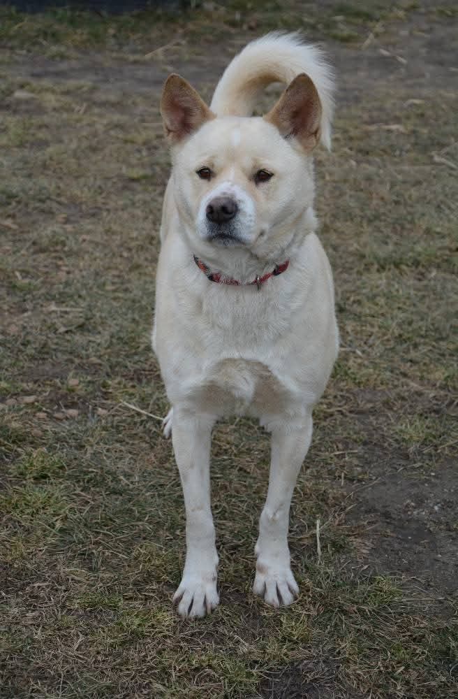 Suczka Barda w typie Akity do adopcji!