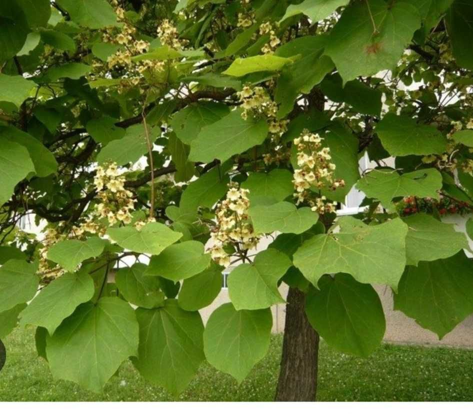 Catalpa surmia 50-60cm