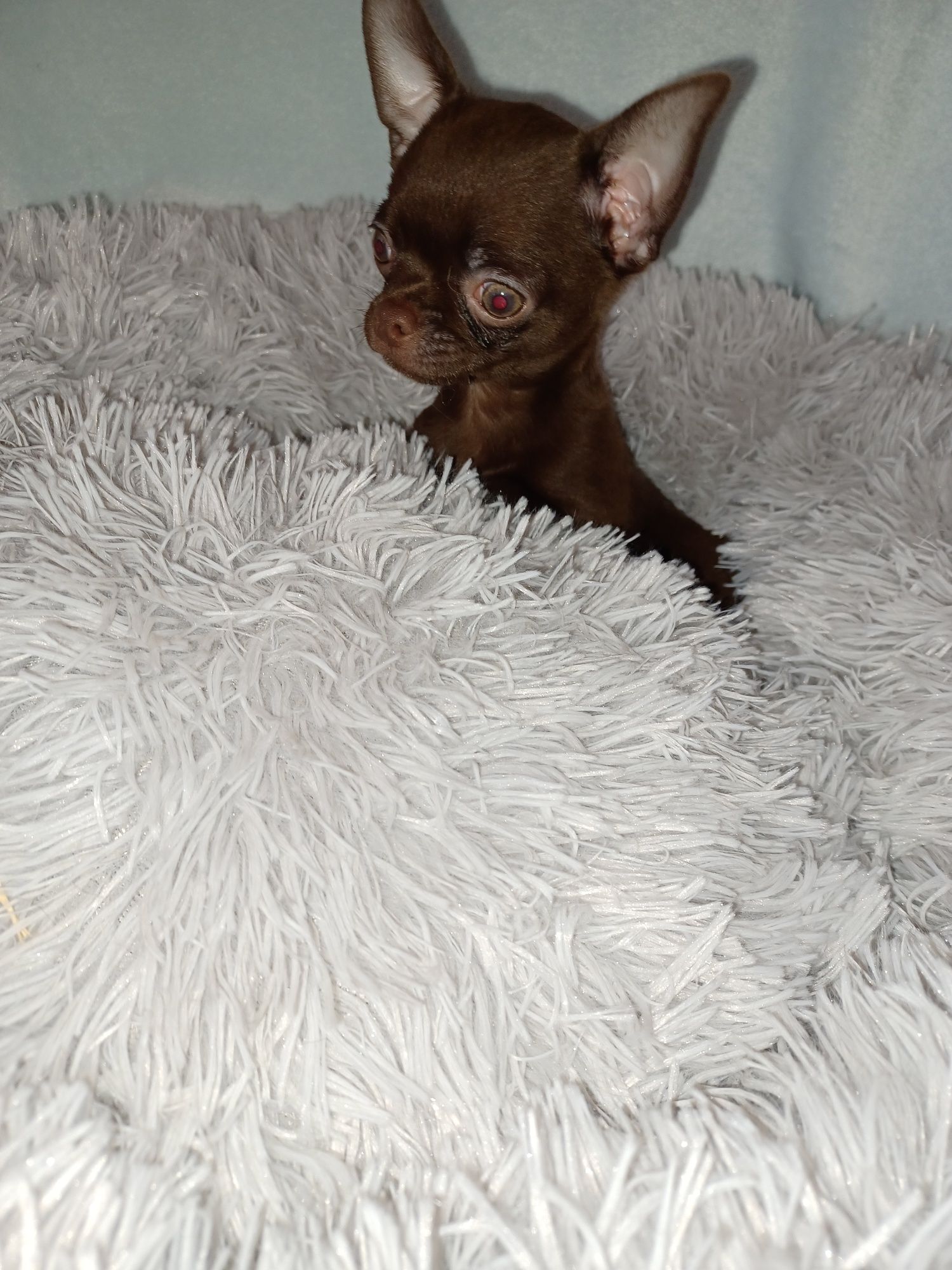 Chihuahua macho miniatura
