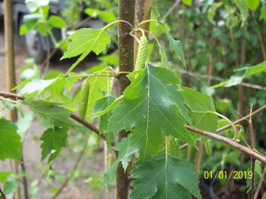 Brzoza Doorenbos, Youngii, Dalecarlica,Purpurea,Aurea, 2-3m,4m.