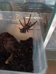 Lasiodora parahybana - ptasznik olbrzymi