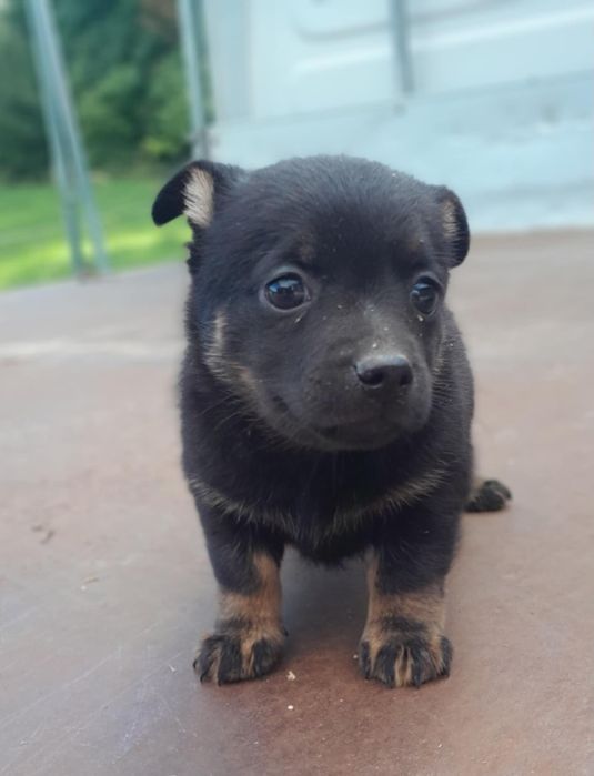 Pieski do oddania w dobre rece