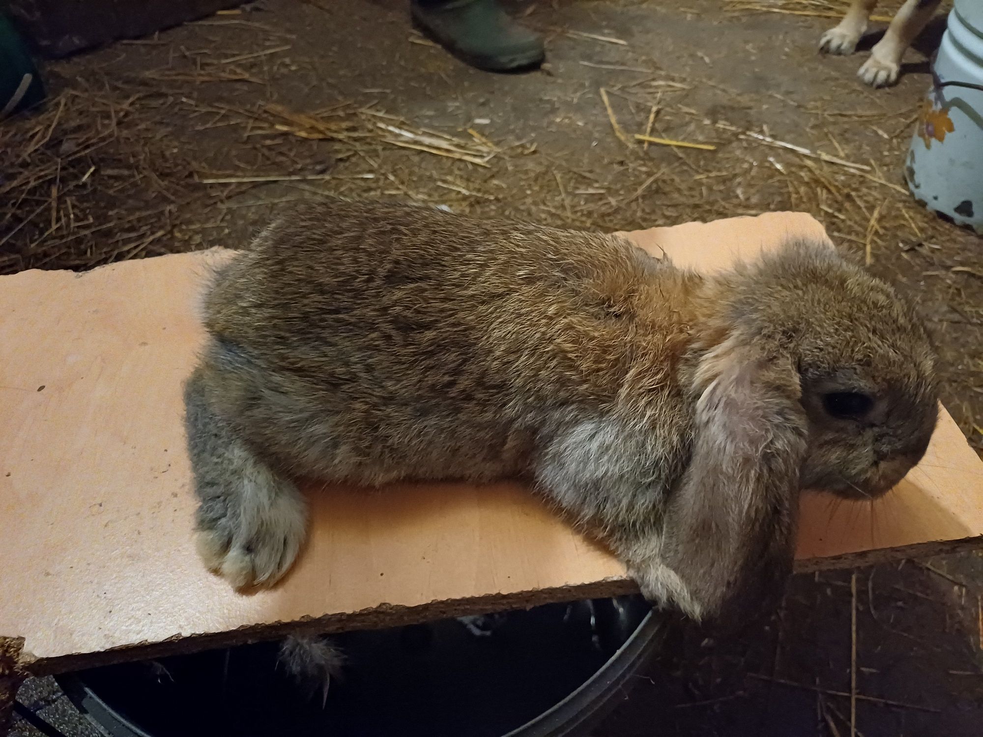 Sprzedam młode barany francuskie