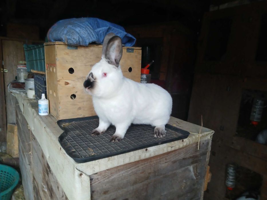 Samiec Kalifornijski czarny