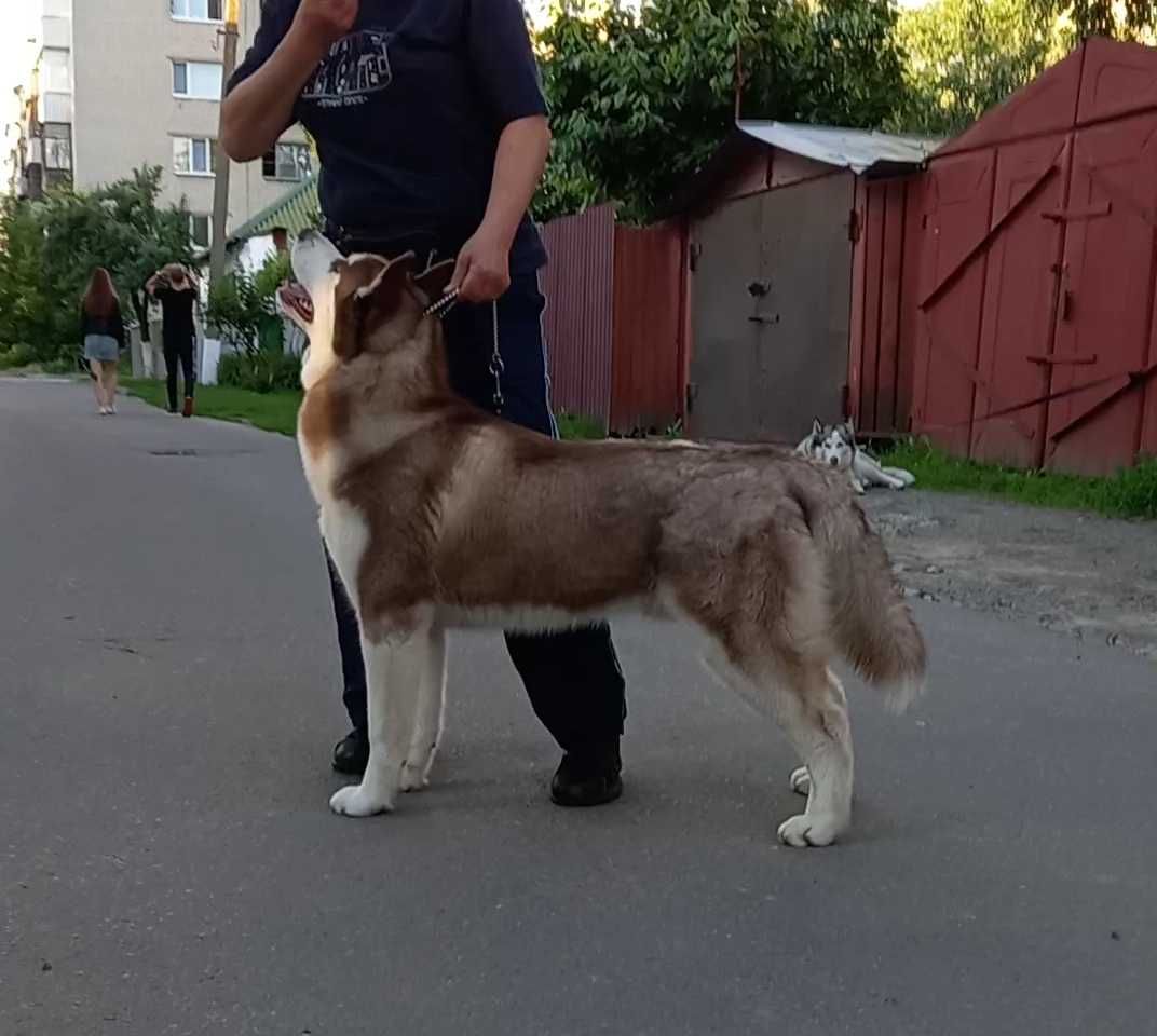 Сибірський хаскі. В"язка. КСУ.